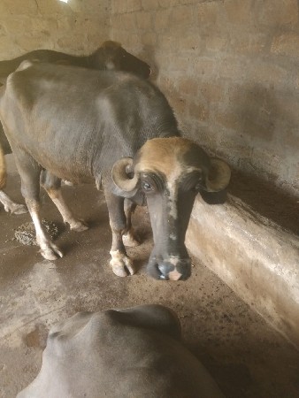 1 ભેંસ અને એક ખડેલી