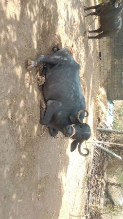 આ ભેંસ વેચવાની છે