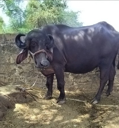પેલી વેતરી ખડેલી વેચવાની છે