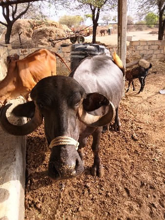 ભેંસ વેચવાની છે