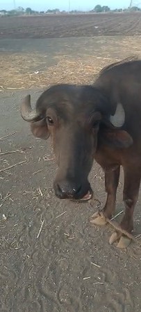 ખડેલી 2.5 વરસ ની