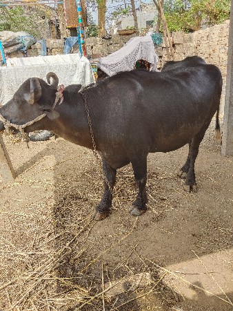 20 દિવસની કાચી