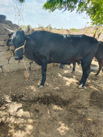 જર્સી ગાય વેસવાની છે