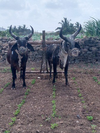 બળદ વેચવાના છે
