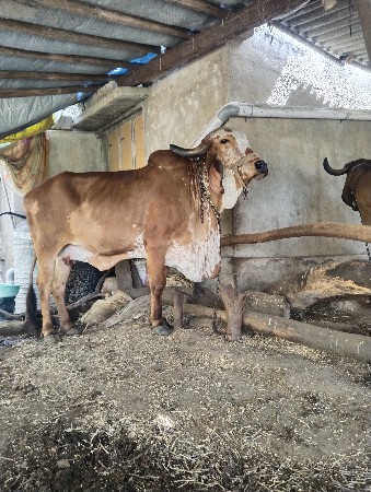 6 મહિના ગાભણ સે