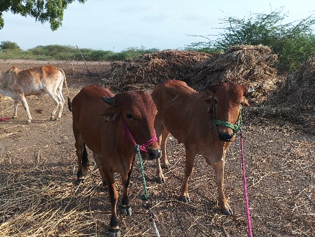 આ ગોંઢલા વેચવાના છે