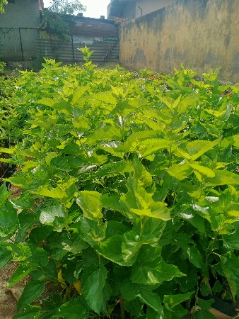 શેતૂર ના છોડ (mulberry plant)