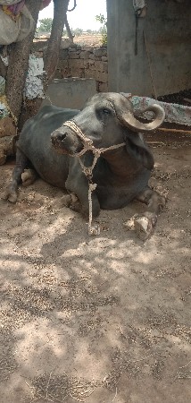 બીજું વેતર