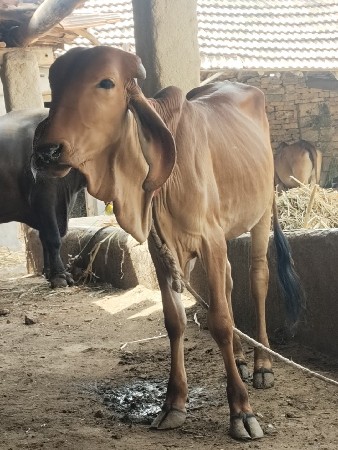 વાસળી વેચવાની છે