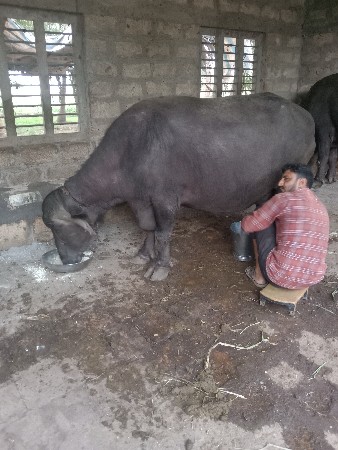 ભેંસ વેચવાની છે