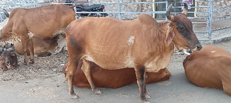 ગાય વેચવાની છે