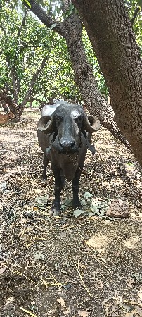 ભેસવેસવાનીસે 25દીવસની કાસી