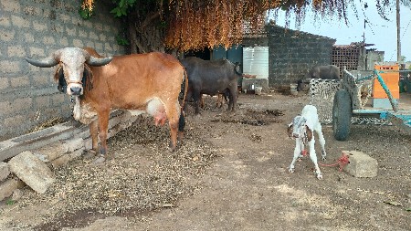 gay vechvani se biju vetar