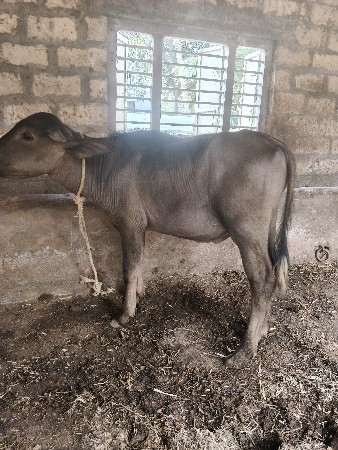 હા પાડો વેચવાનો છે