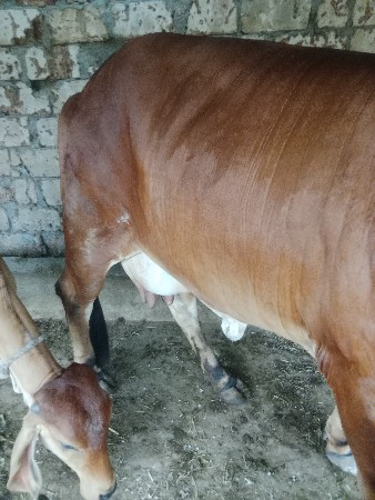 ગાય વેચવા ની છે