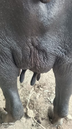 ભેંસ વેચવાની છે