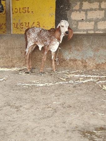 ગીર ગાય તાજીવિયાણ