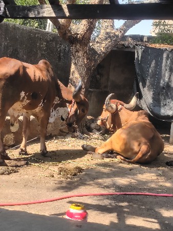 બરદ દેવાના છે