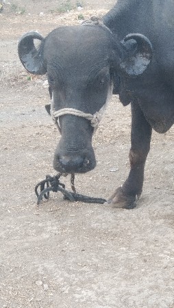 ખડાય વેચવાની છે