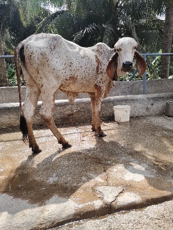 gir kabri vasdi 15 mahina ni