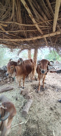 વેસ વાના સે