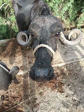 ભેંસ