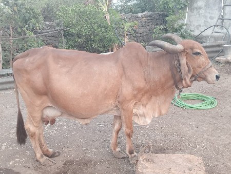 ગાય વેસ્વાંની છે