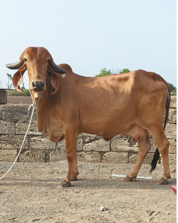 વેચવાની છે