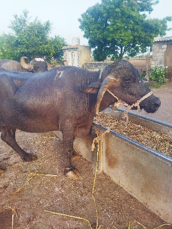 ભેંસ વેચવાની છે