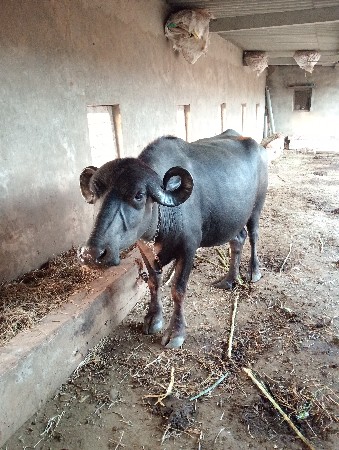 ખડેલી વેચવાની છે