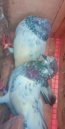 કબૂતર વેચવાના છે
