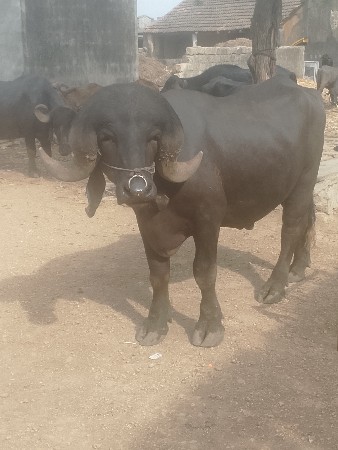 પાડો વેચવાનો છે