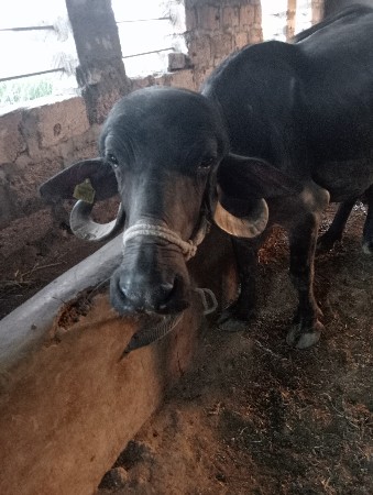 બારડ  રણજીતભાઈ