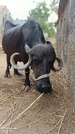 જાફરાબાદી ભેંસ વેચવાની છે