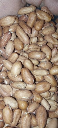 બિયારણ