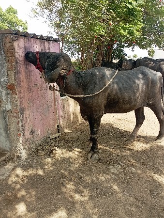 2 દાતે પાડી વેચવાની છે.