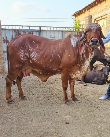 ગીર હોળકી