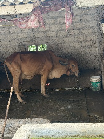 2 ગાય વેચવાની છે
