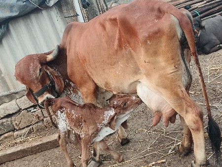 ગીર ગાય વેચવાની