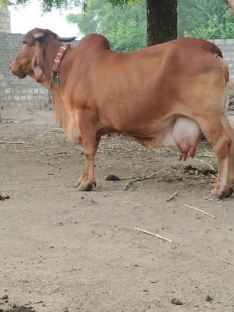 ગાય વેચવાની છે.