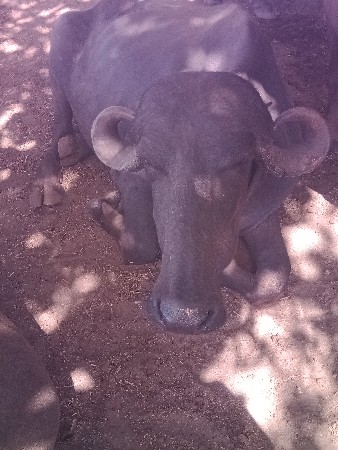 અંભપ