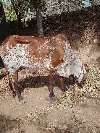વાસડી ગીર