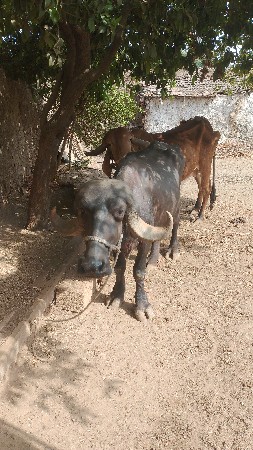 ખળેલી વેચવાની છે
