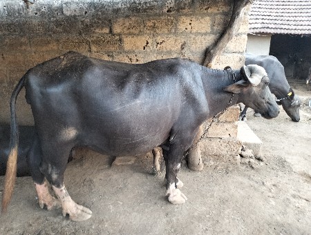 ભેંસ વેચવાની છે