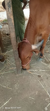 cow