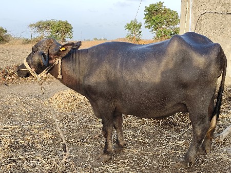 ભેંસ વેચવાની છે.