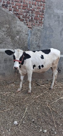 વાછડી છે