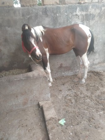 ઘોડી