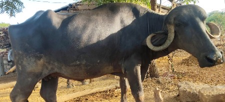 ભેંસ વેસવાની છે.