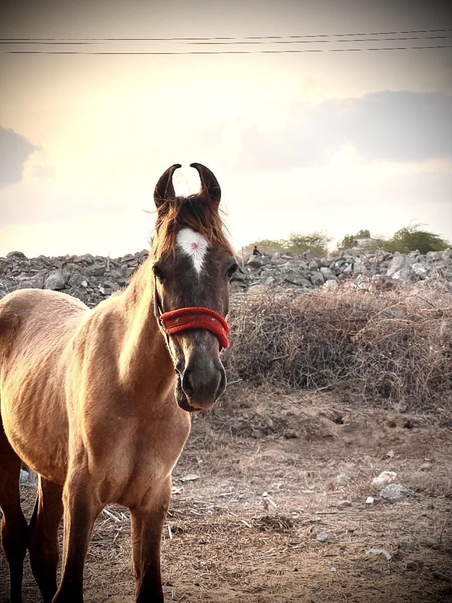 વછેરો